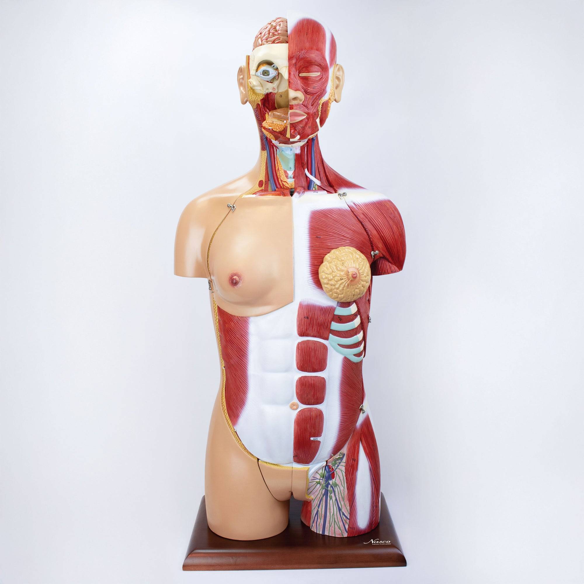 Dual Sex Muscular Torso With Open Neck Back Model 28 Parts SEM