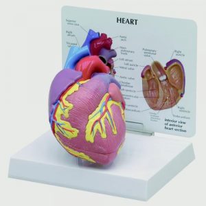 Human Heart Models