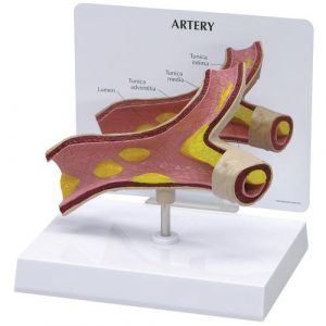 Microanatomy Models