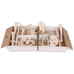Human Skeleton Models