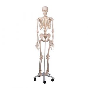 Skeleton Models - Life size