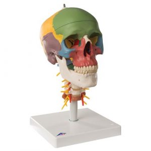 Human Skull Models