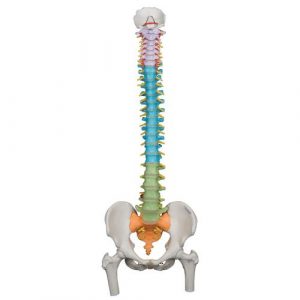 Human Spine Models