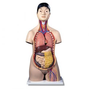 Human Torso Models