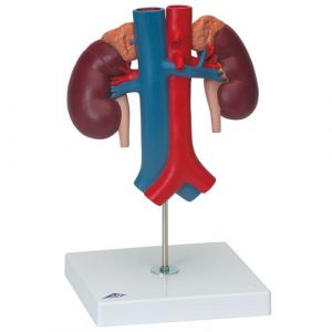 Urology Models