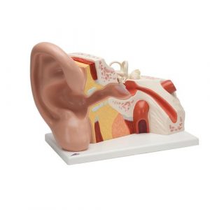 Ear Models