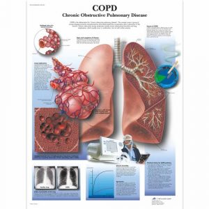 Respiratory System