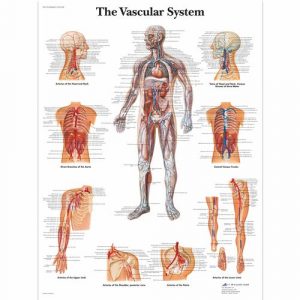 Circulatory System