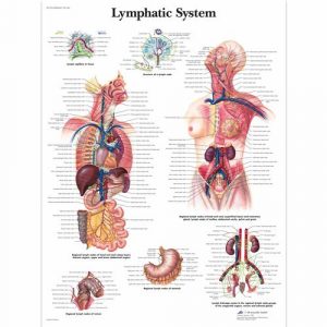 The Lymphatic System