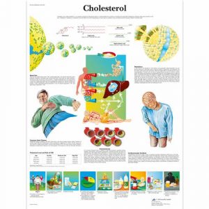 Cardiovascular System