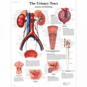 Urinary System