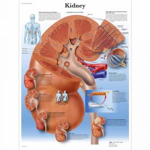 Metabolic System