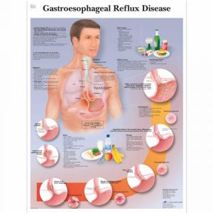 Digestive System