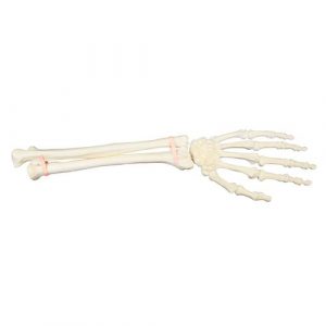 Orthopedic Workshop Bones