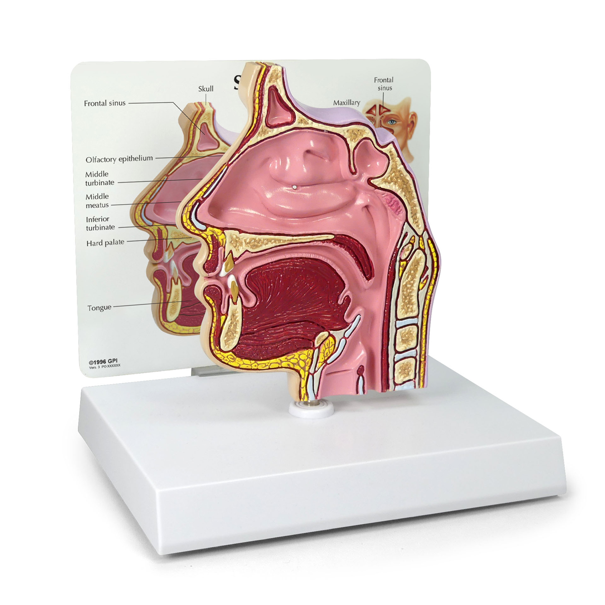 Sinus cross section - SEM Trainers