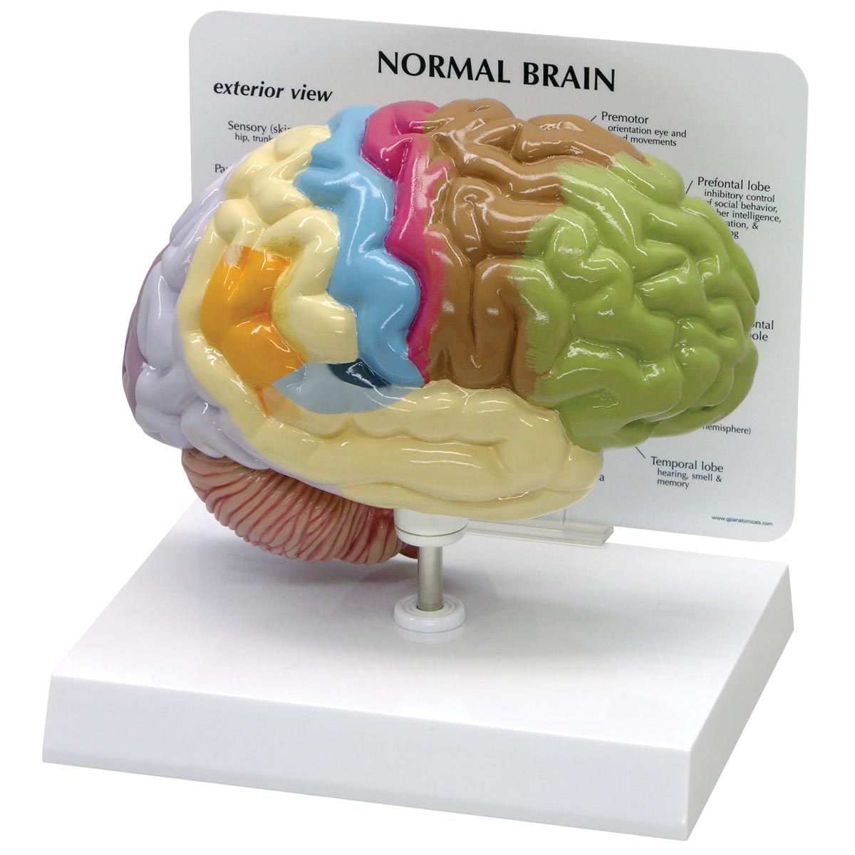 Half Brain Model Sem Trainers