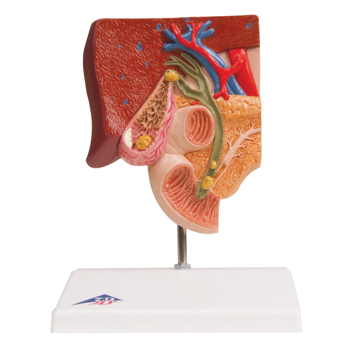 Gallbladder Kit - SEM Trainers