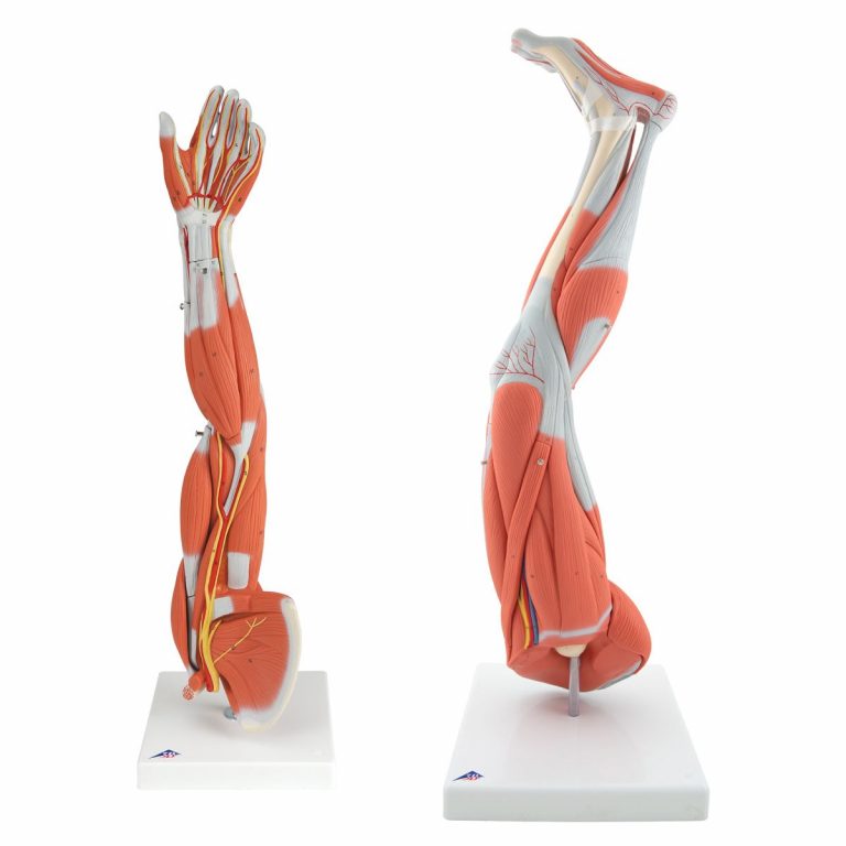 Muscle Models Archives - SEM Trainers