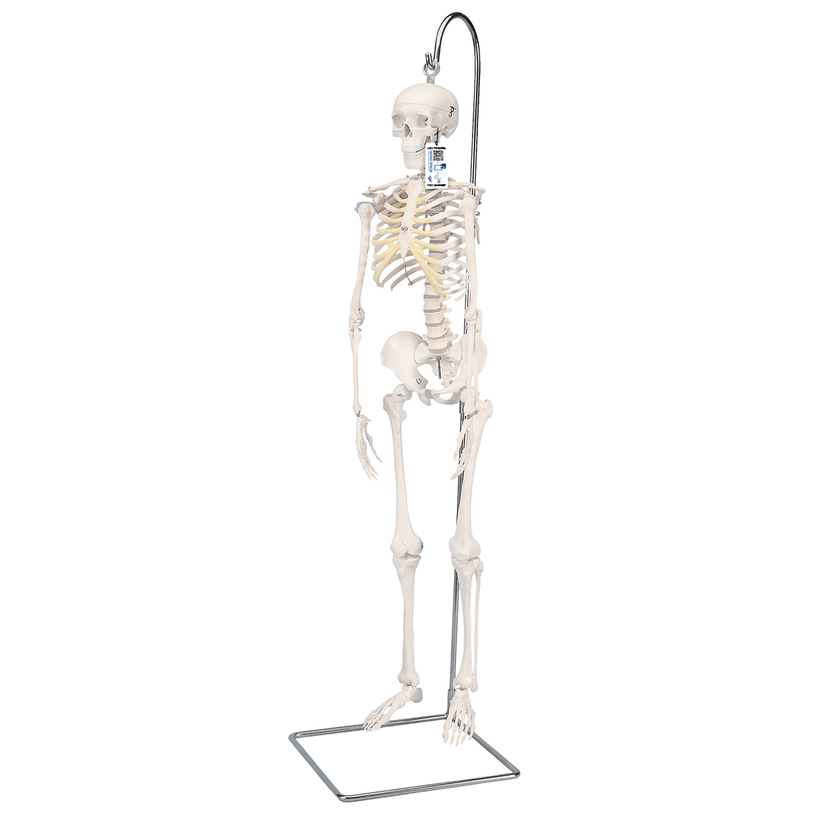 Mini Human Skeleton Model Shorty on Hanging Stand, Half Natural