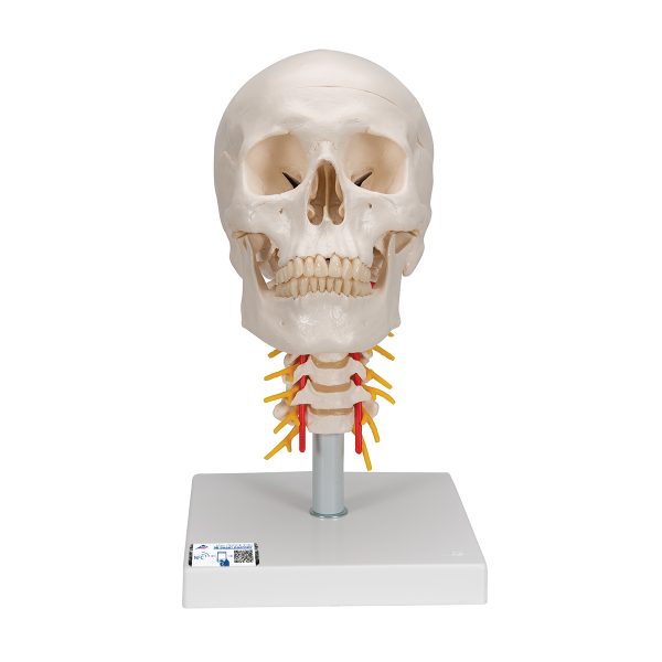 3B Mini Human Spinal Column Model - Flexible, On Base – Smart Practice - View #9