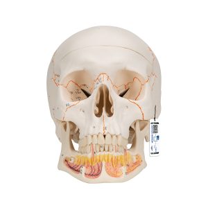 Didactic Human Skull Model on Cervical Spine, 4 part - 3B Smart 