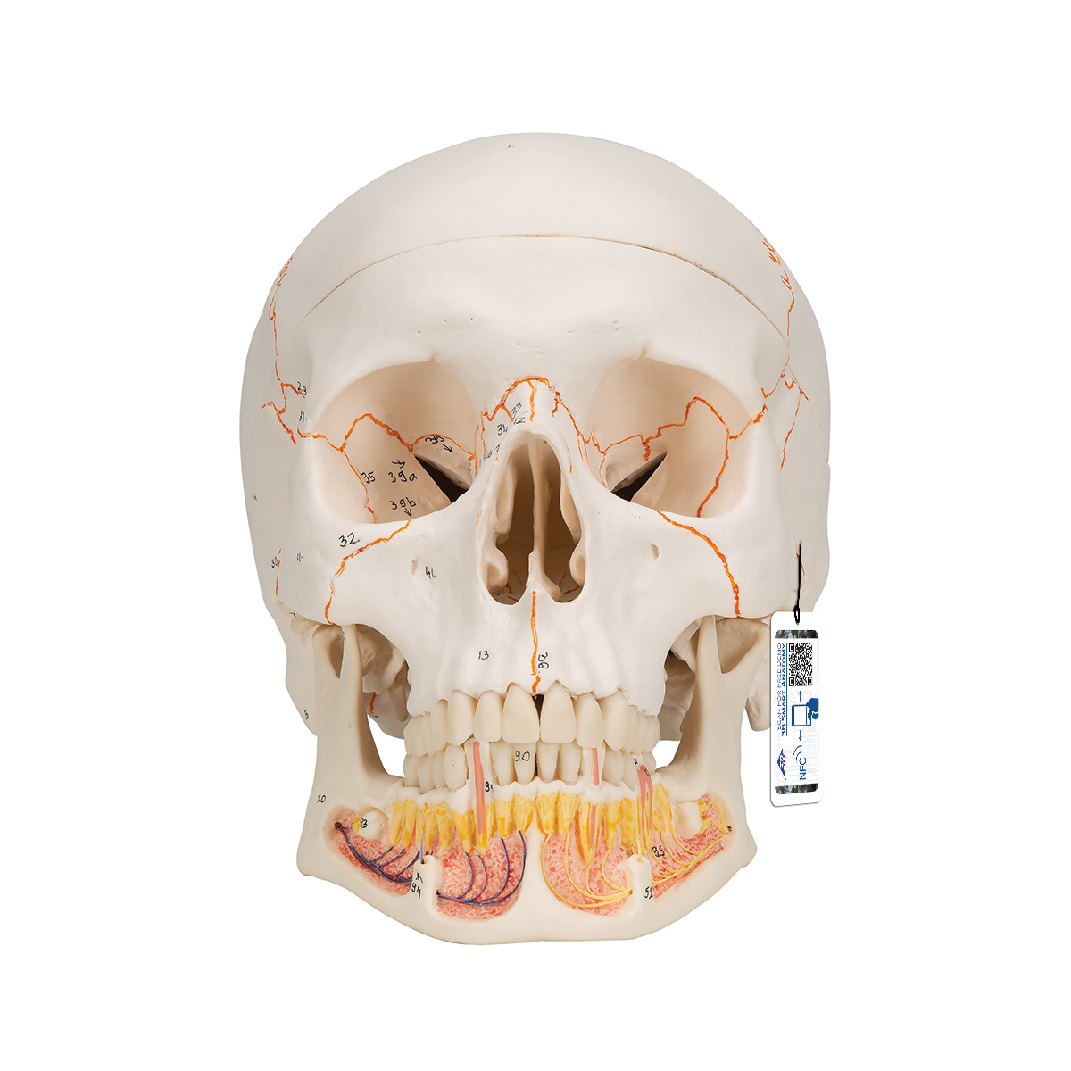 Skull Model Simple Classic Human Skull Model with Opened Lower Jaw, 3 part - 3B Smart ...