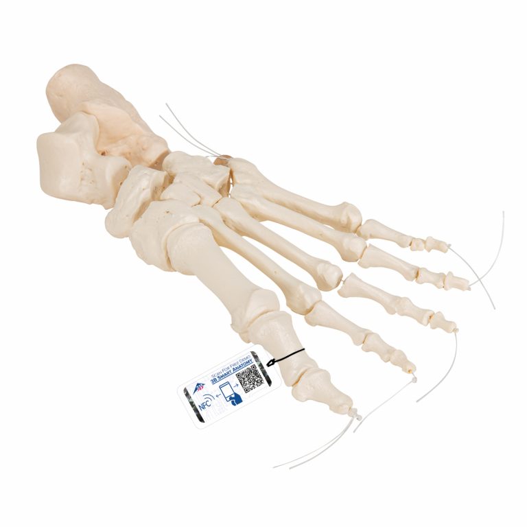 Foot Skeleton Model with Ligaments & Muscles - 3B Smart Anatomy - SEM
