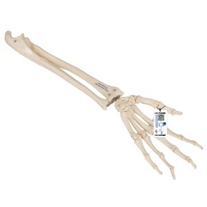 3B Smart Anatomy 3B Scientific M36 M36 Hand Skeleton with Elastic Ligaments 