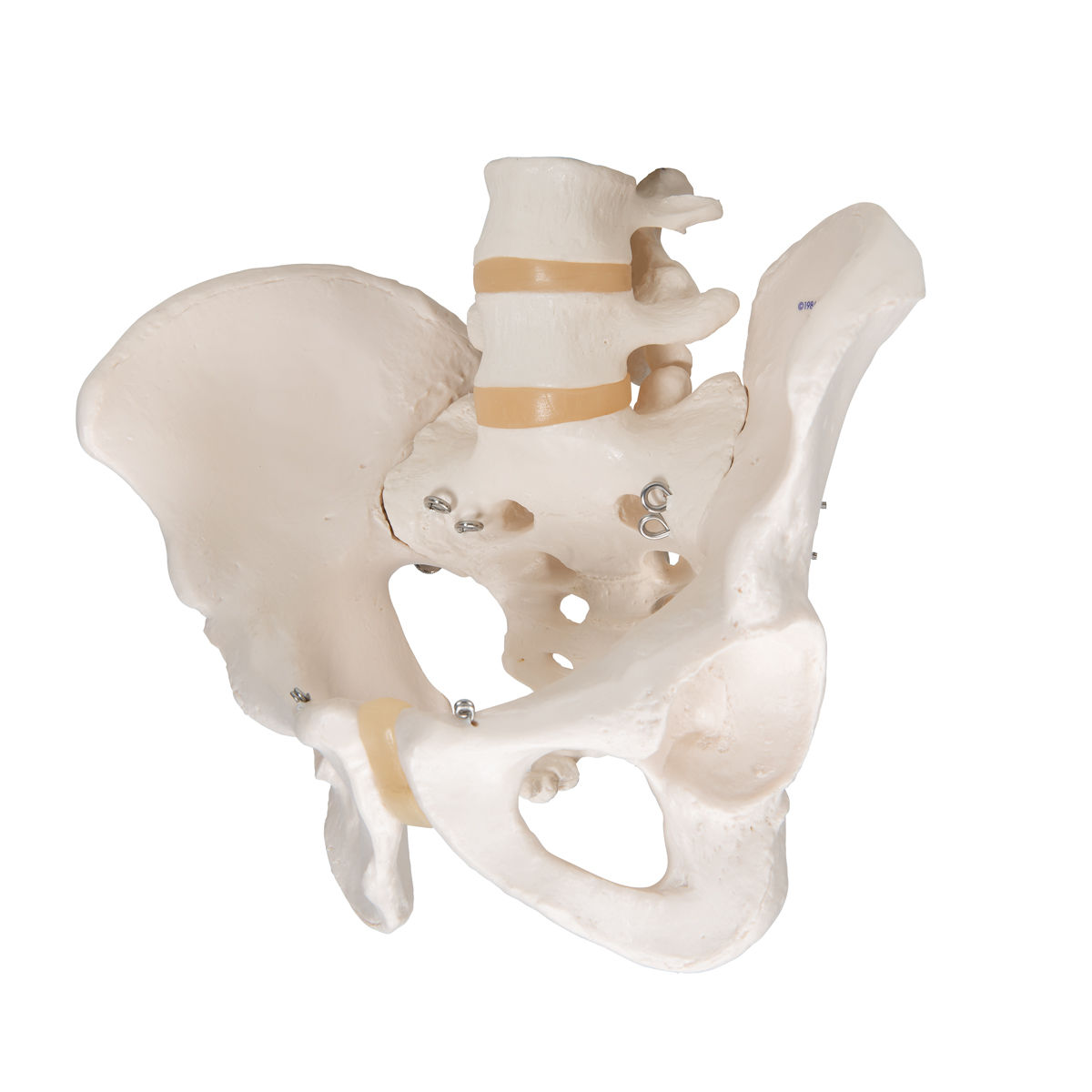 Human Male Pelvis Skeleton Model - 3B Smart Anatomy - SEM Trainers
