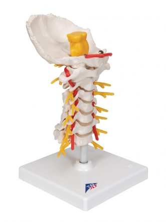 Cervical Human Spinal Column Model - 3B Smart Anatomy - SEM Trainers