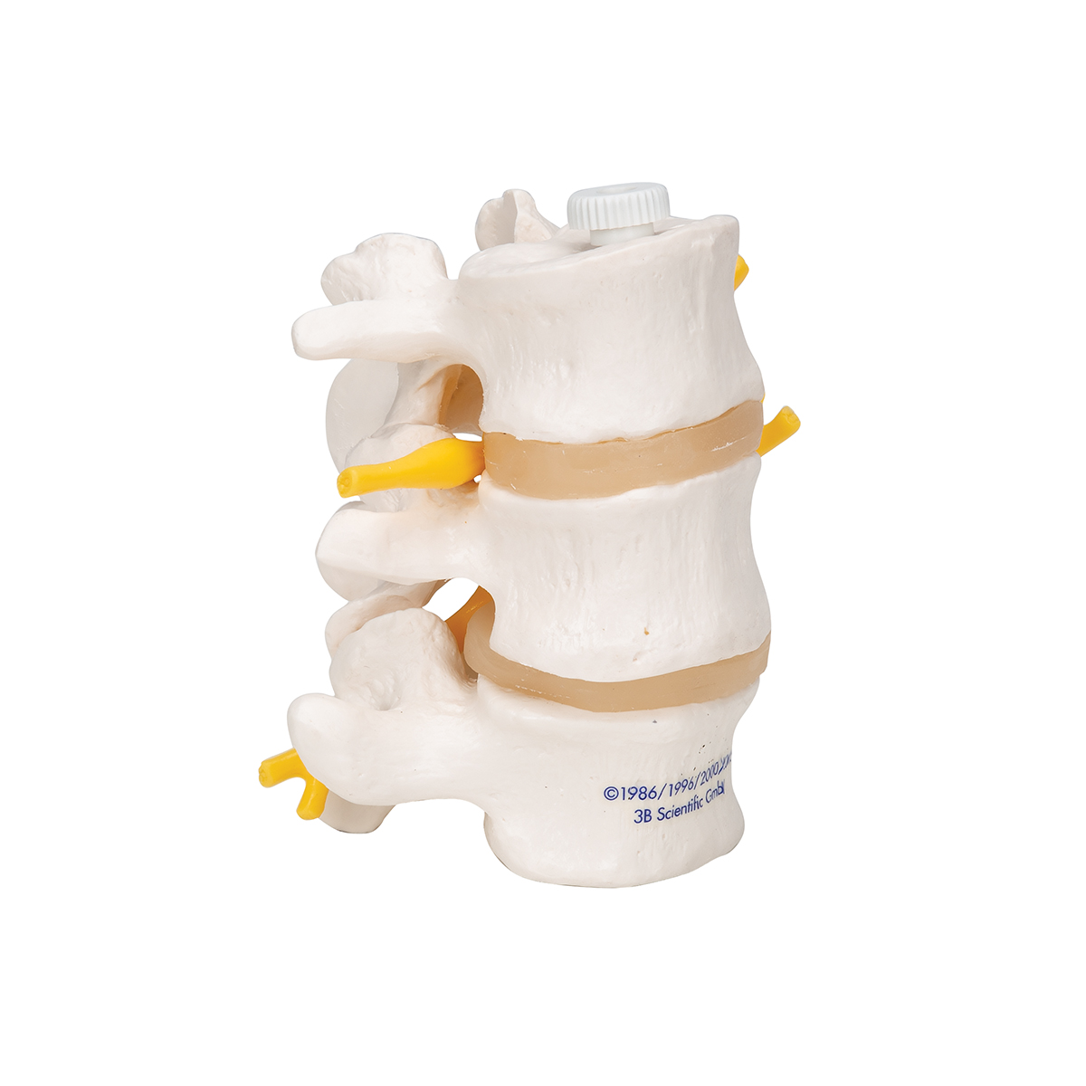 Equipo Con 7 Bonelike Vértebras Cervicales - 3B Smart Anatomy - Simulación Medica - View #4