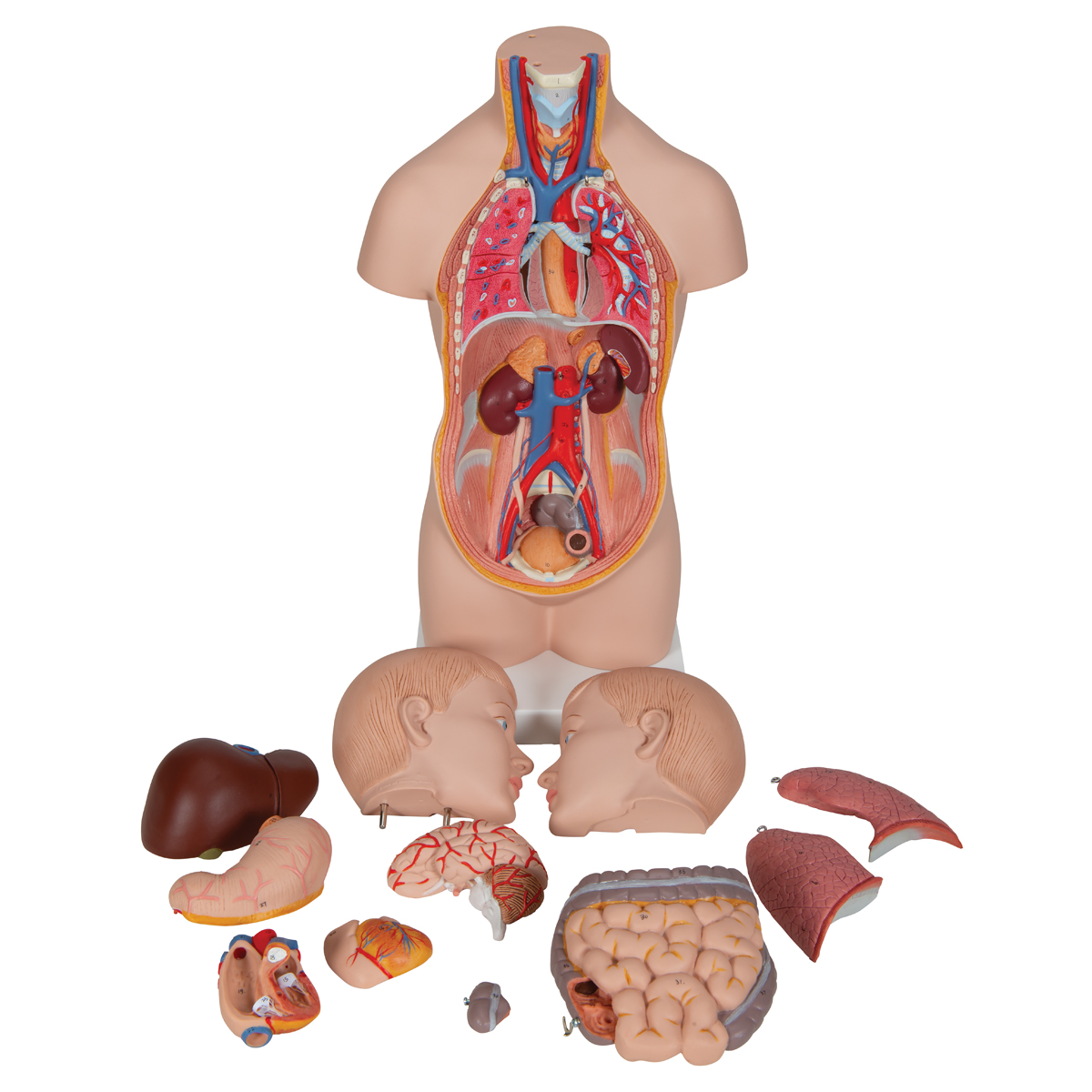 figure 2.7 human torso model