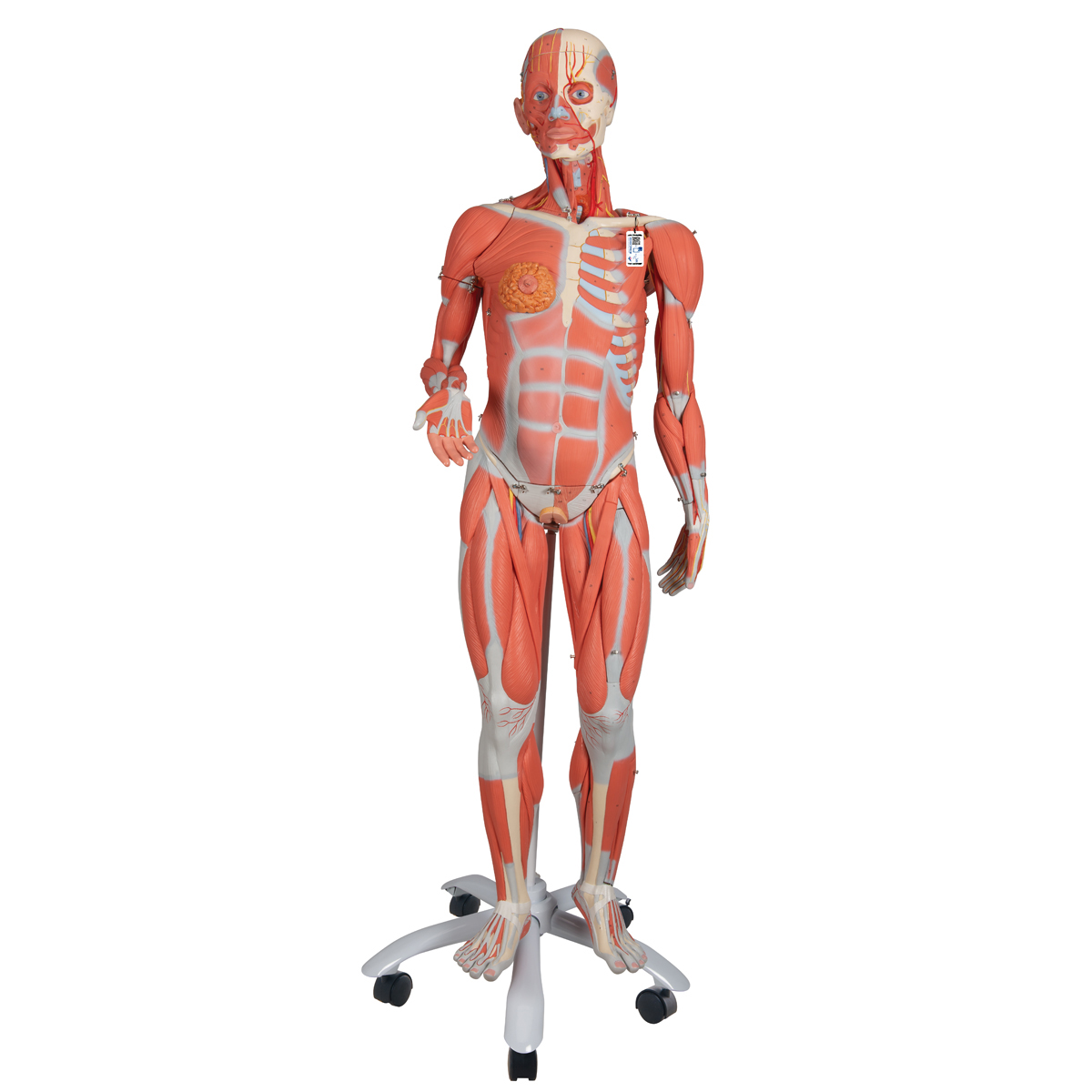 3B Anatomical Model - 3/4 Life-Size Female Human Muscle Model on Metal Stand, 23 part 3B Anatomical Model - 3/4 Life-Size Female Human Muscle Model on Metal Stand, 23 part