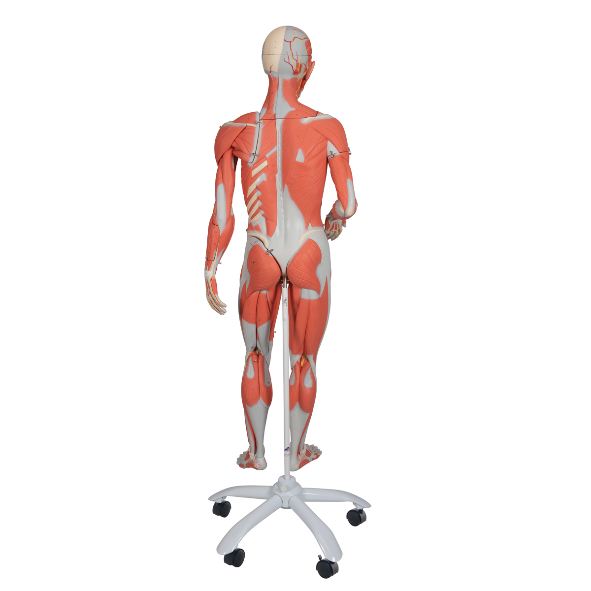 3/4 Life-Size Female Human Muscle Model without Internal Organs on ...