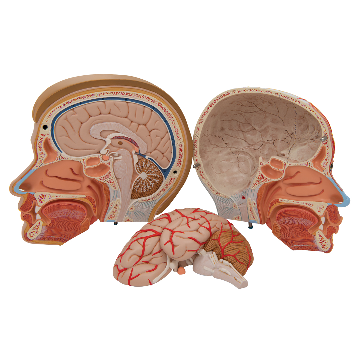 Human Head Model with Neck, 4 part - 3B Smart Anatomy - SEM Trainers