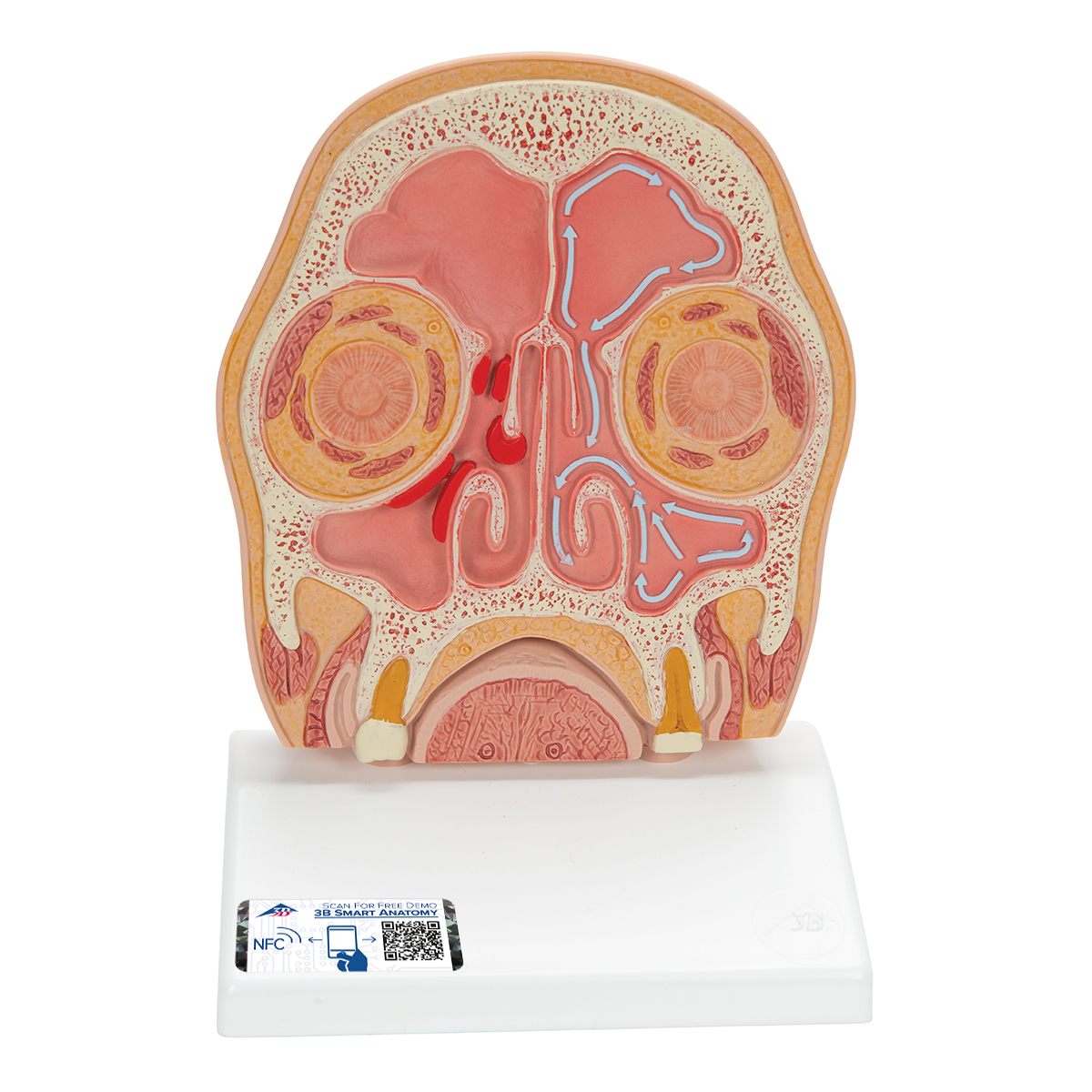 Model of Frontal Section of Human Head (paranasal sinuses) 3B Smart