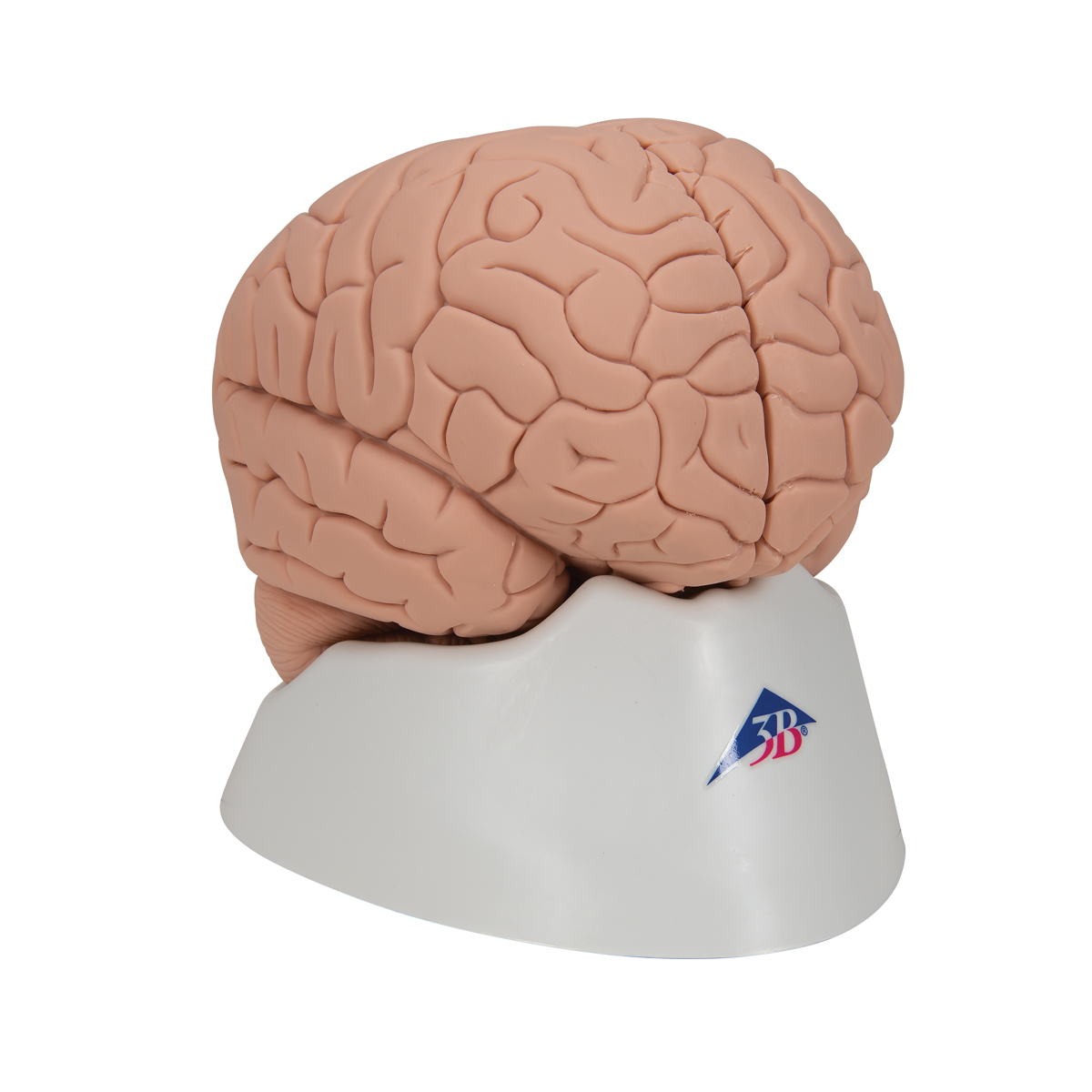 Introductory Human Brain Model, 2 part - 3B Smart Anatomy - SEM Trainers
