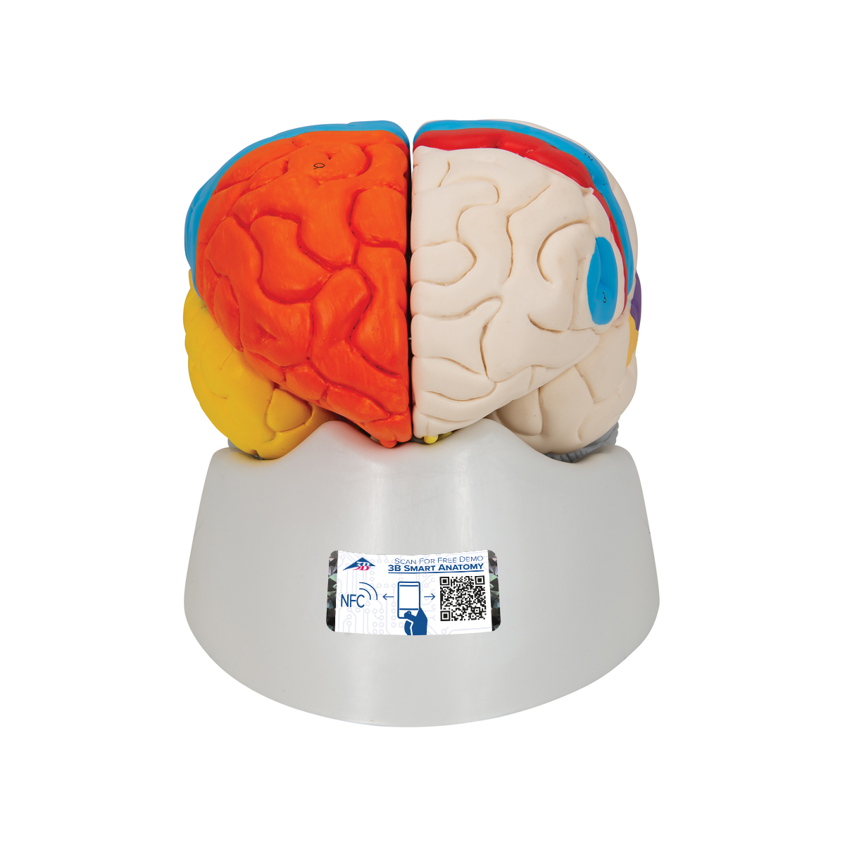 3B Anatomical Model - deluxe brain neuro-anatomical, 8-part 3B Smart Anatomy 3B Anatomical Model - deluxe brain neuro-anatomical, 8-part 3B Smart Anatomy