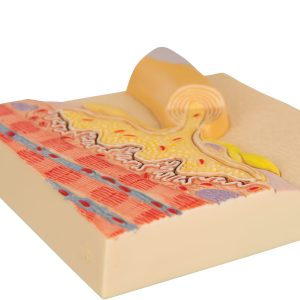 Diorama de neurones moteurs