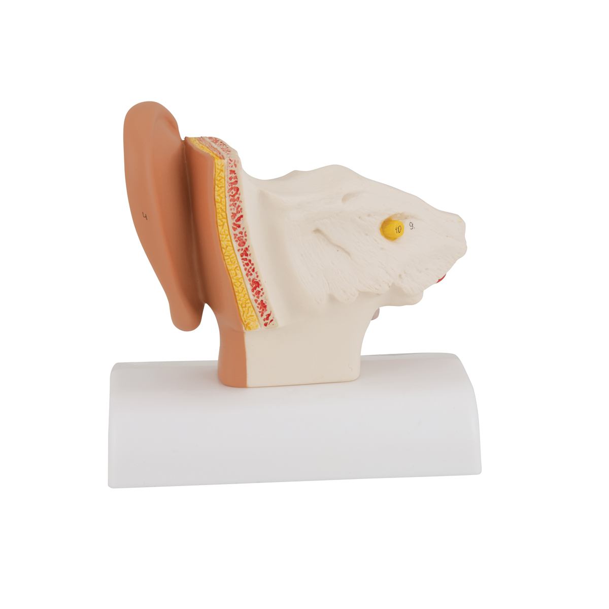 Human Ear Model for Desktop, 1.5 times Life-Size - 3B Smart Anatomy ...