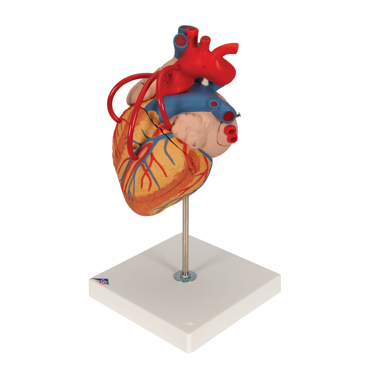 Human Heart Model with Bypass, 2 times Life-Size, 4 part - 3B Smart ...
