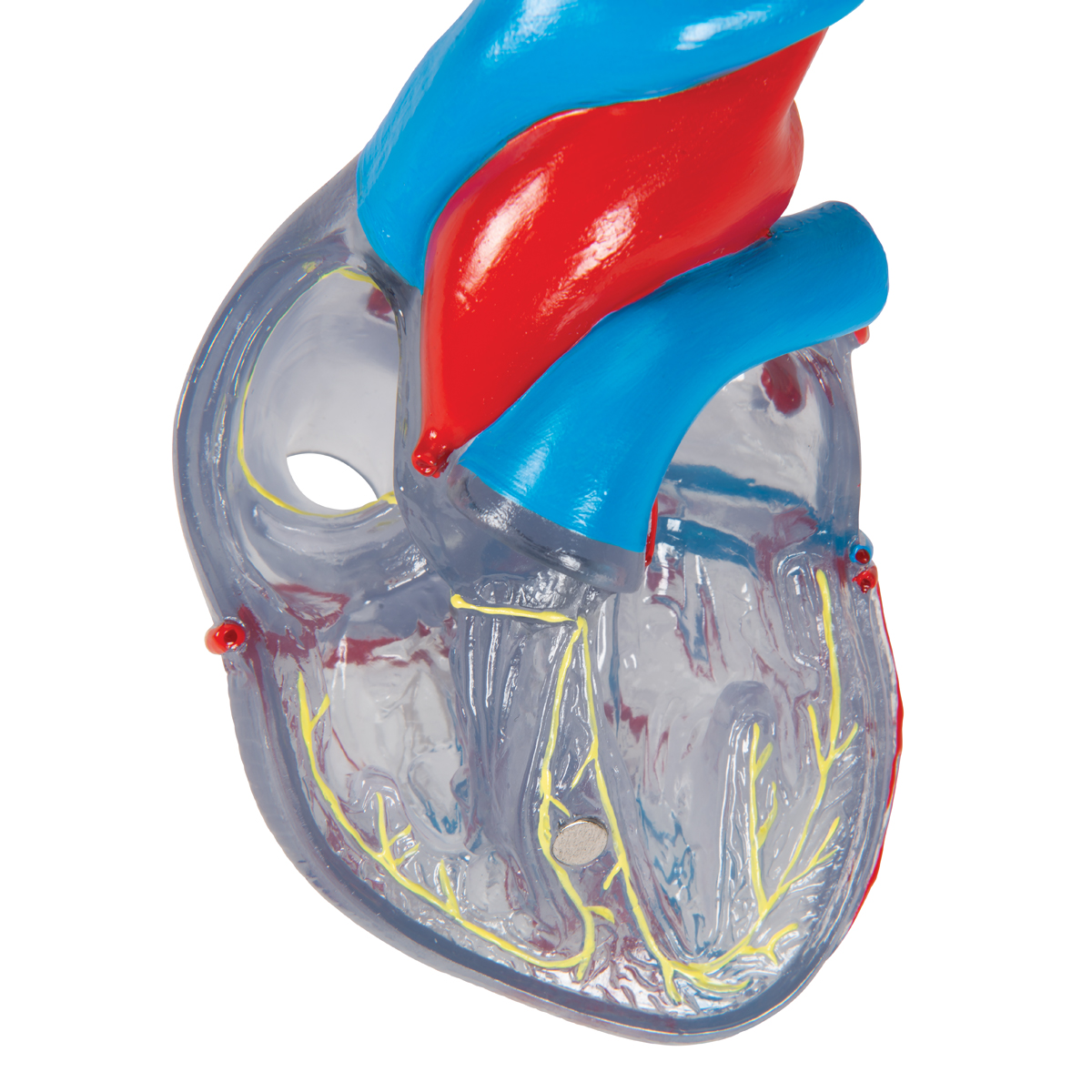 Classic Human Heart Model with Conducting System, 2 part 3B Smart