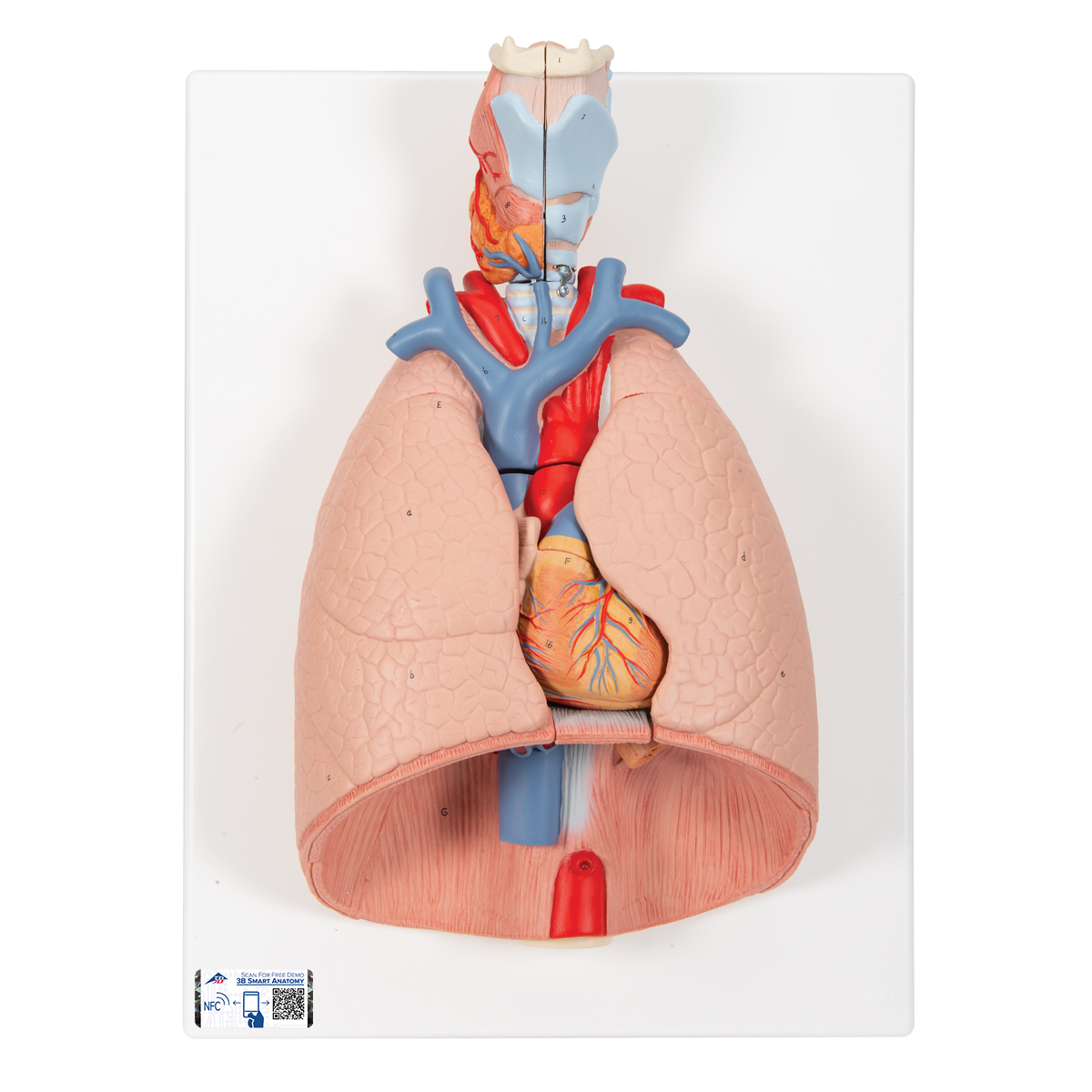 Pulmonary Lobule Model