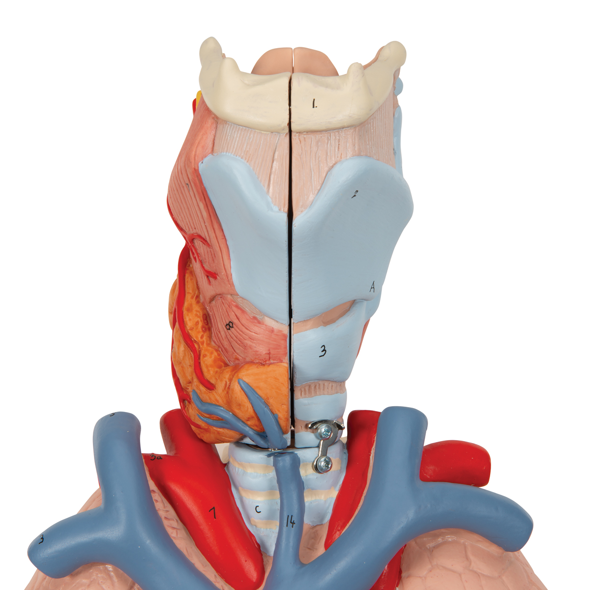 Human Lung Model with Larynx, 7 part - 3B Smart Anatomy - SEM Trainers