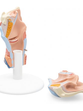 Human Larynx Model Part B Smart Anatomy Sem Trainers