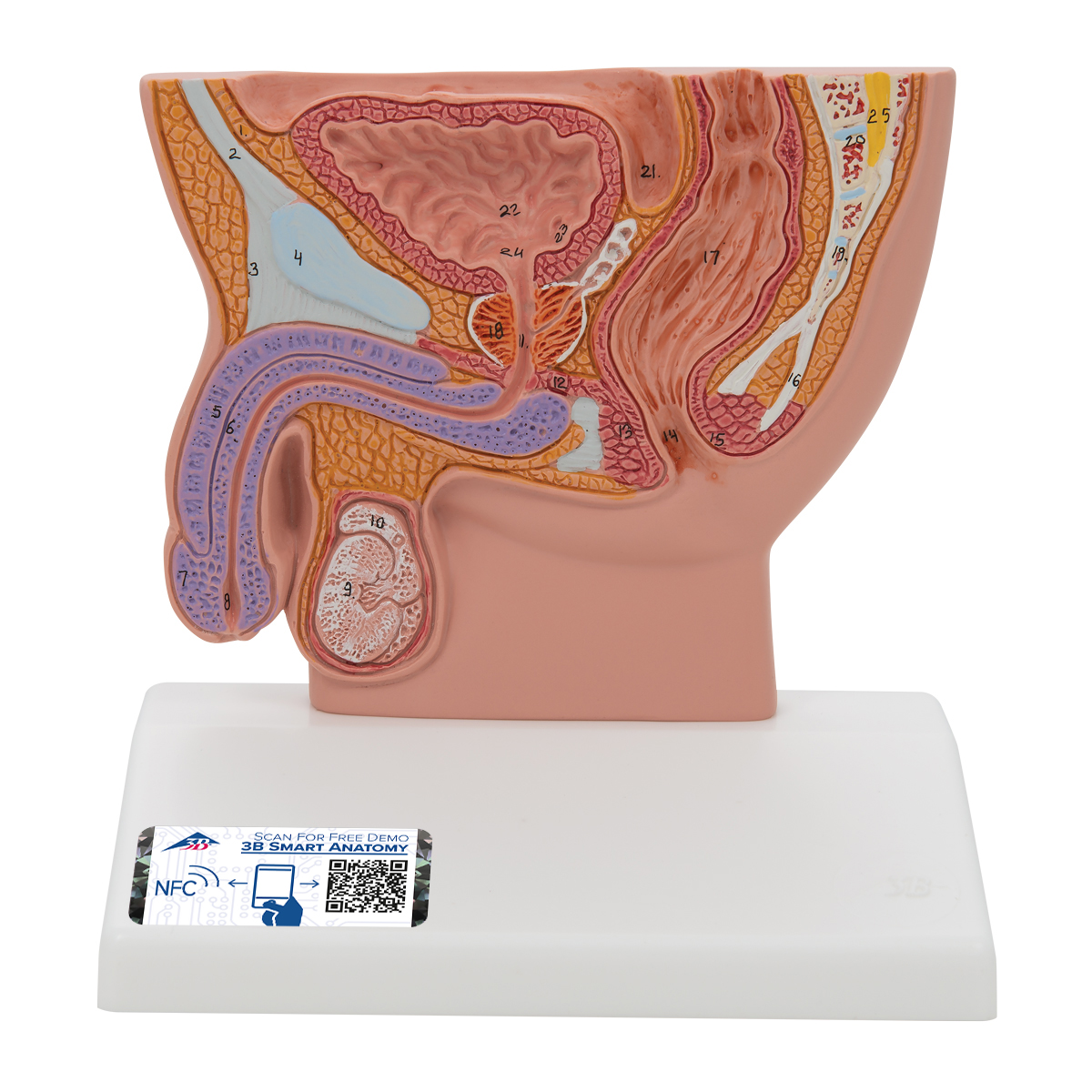 3B Scientific 4-part Female Pelvis Skeleton Model With Ligaments Muscles And Organs