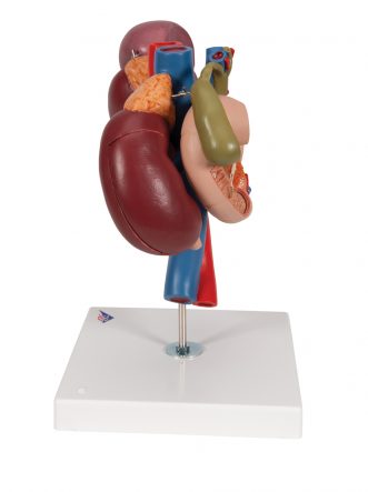 Human Kidneys Model with Rear Organs of Upper Abdomen, 3 part - 3B ...