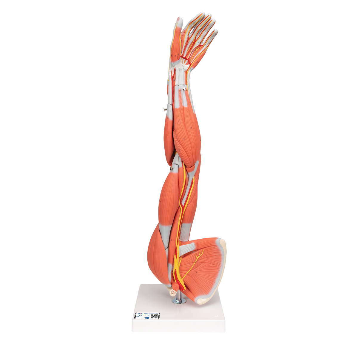 Muscle Arm Model, 3/4 LifeSize, 6 part 3B Smart Anatomy SEM Trainers