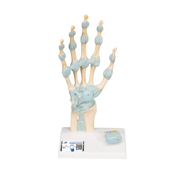Hand Skeleton Model with Elastic Ligaments - 3B Smart Anatomy - SEM ...