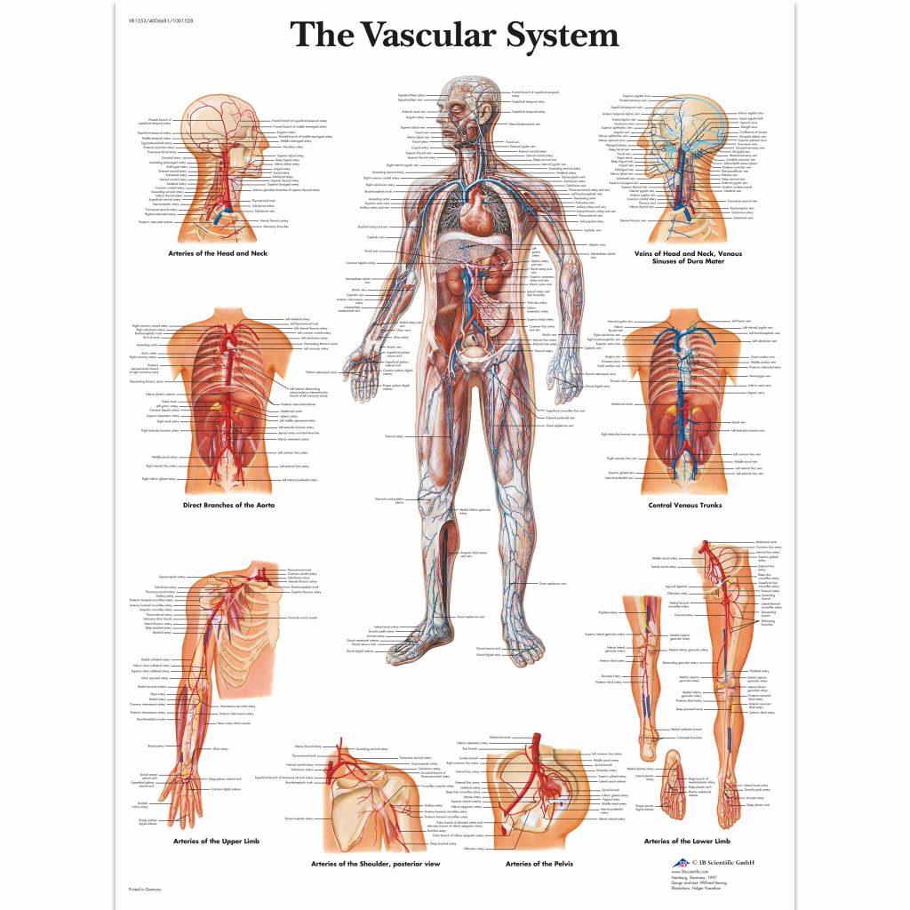 Circulatory System Archives - SEM Trainers